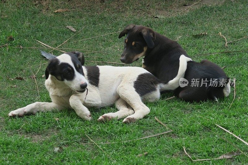 两只年轻的黑白印度野狗/幼狗在印度公园花园玩耍和打架，小狗照片